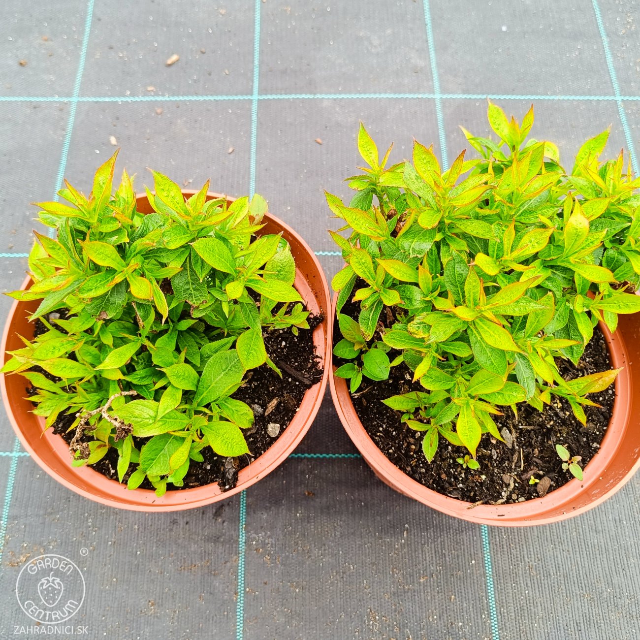 Obrázok Vajgela kvetnatá (Weigela florida) ‘PICOBELLA ROSA’® - výška 10-15 cm, kont. C2L